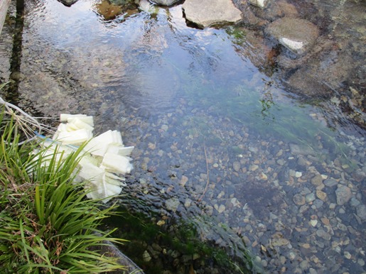 IMG_1787湧水ブログ.jpg
