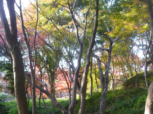 P1140063(1).JPG