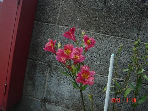 DSC01167.JPG