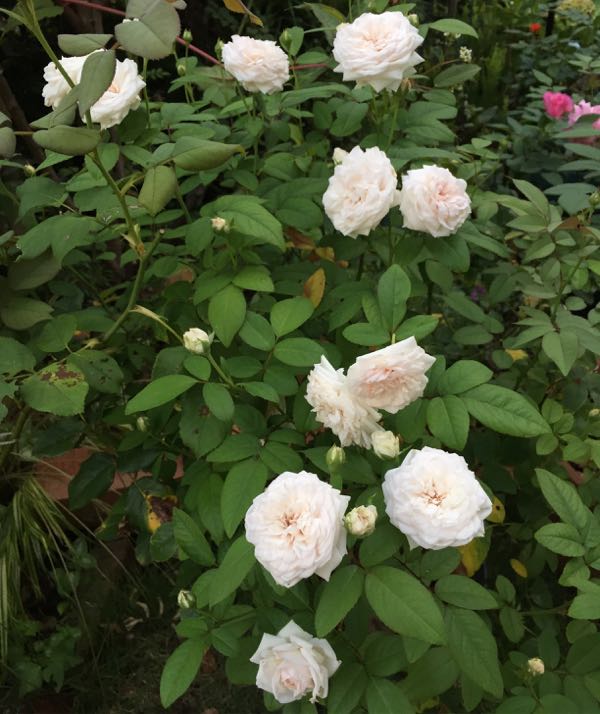 rblog-20160801233609-05.jpg