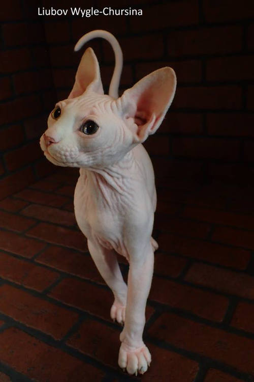 Sphinx cat by Liubov Wygle-Chursina