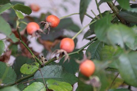 IMG_3587-2.jpg