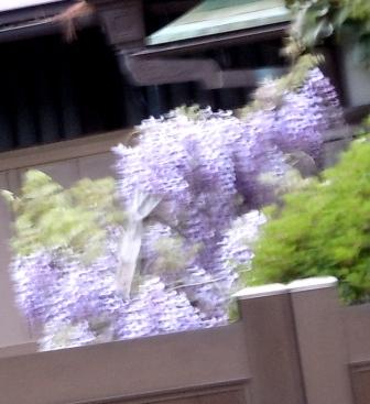 お向いの藤の花.JPG