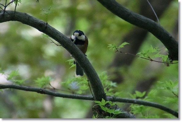 樹木公園-27 ヤマガラ-1 16.4.20