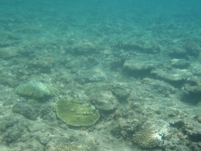 沖縄磯採集2013年7月下旬6　珊瑚礁　シュノーケリング