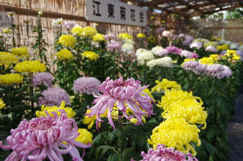 亀戸天神社 菊まつり