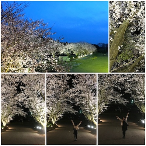夜桜・大和第三小.jpg