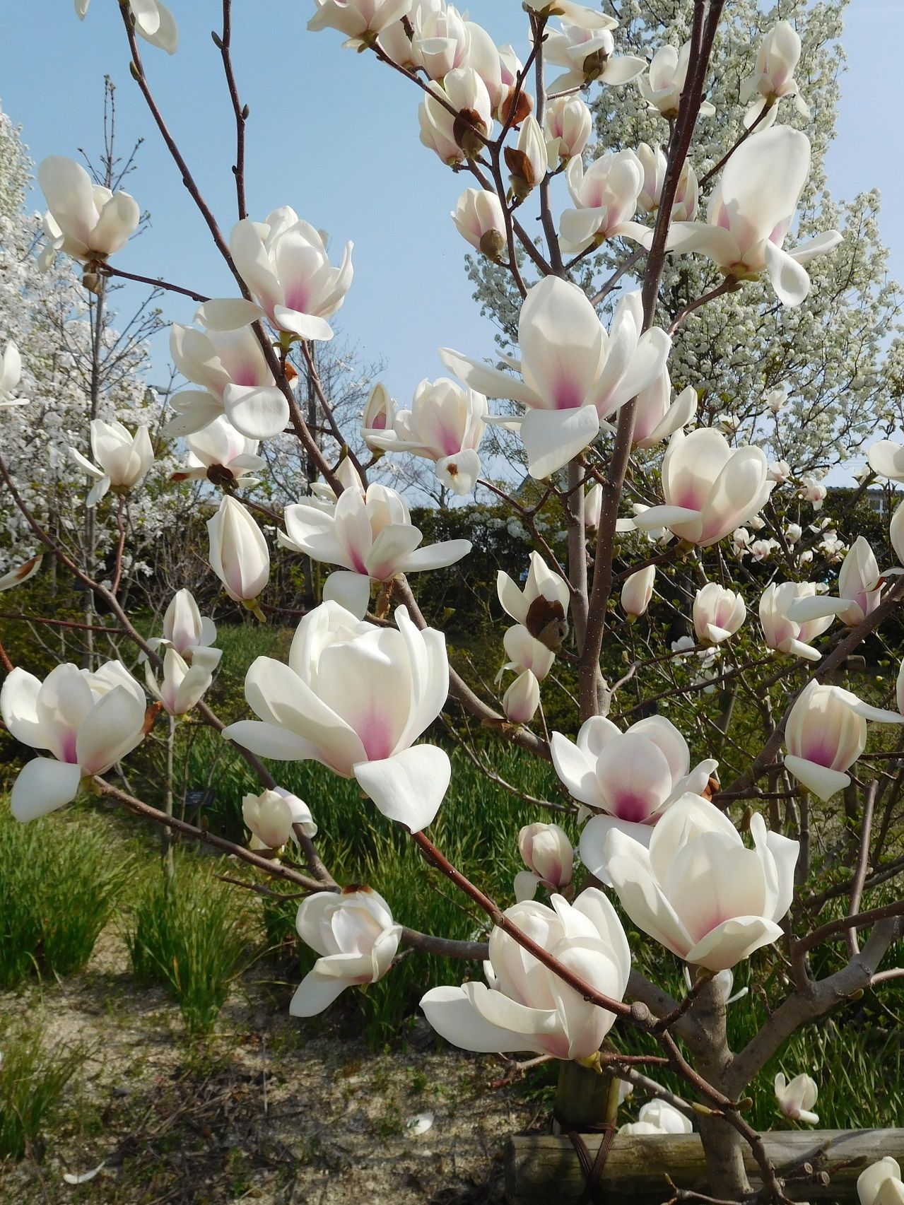 デンパーク 18春 3 29 その4 白の花木園 ｔｅａ ｇａｒｄｅｎ ちょっとひとりごと 楽天ブログ