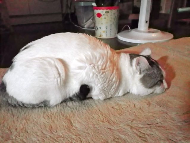 20131223ねこ2.jpg