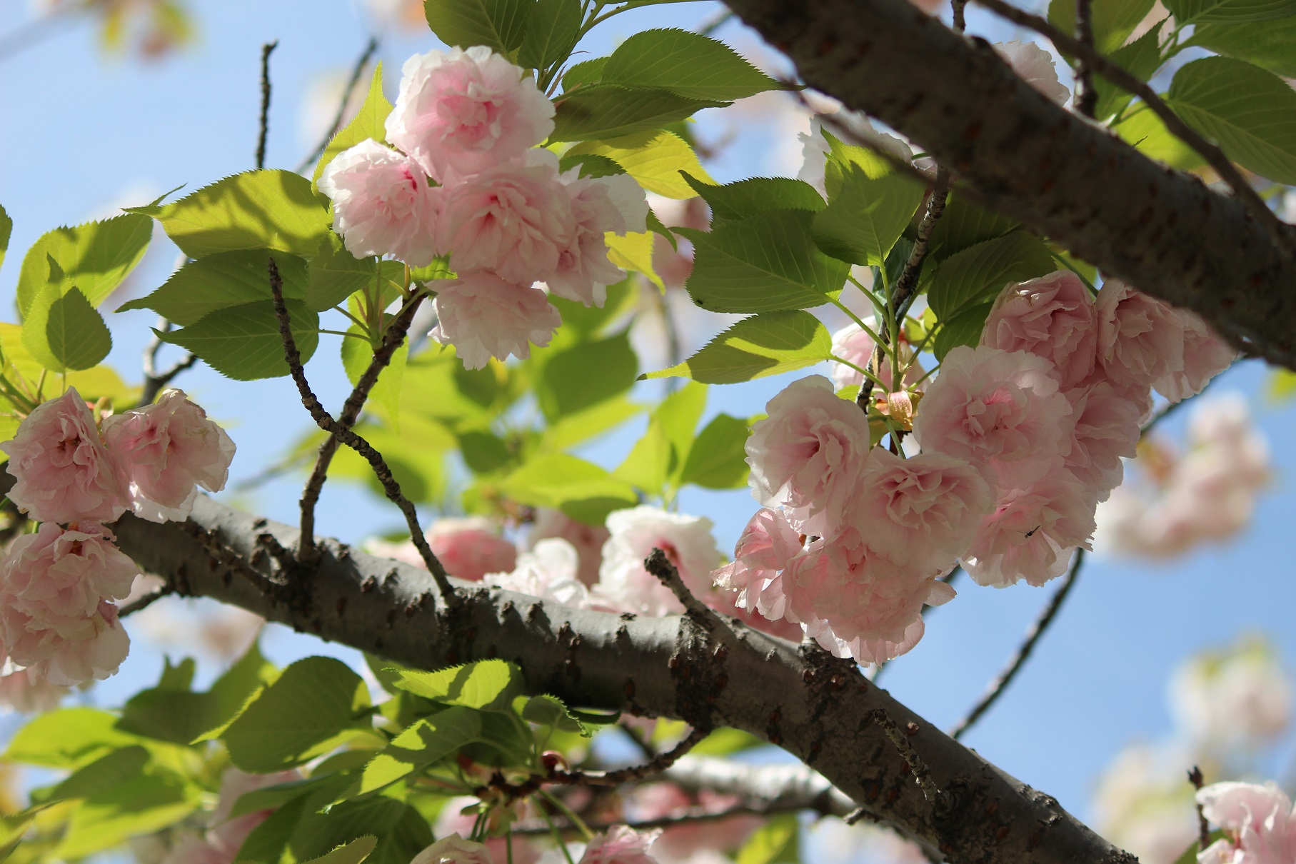 青空と八重桜