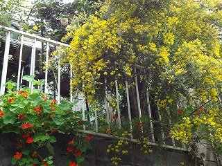 DSC00980.jpg