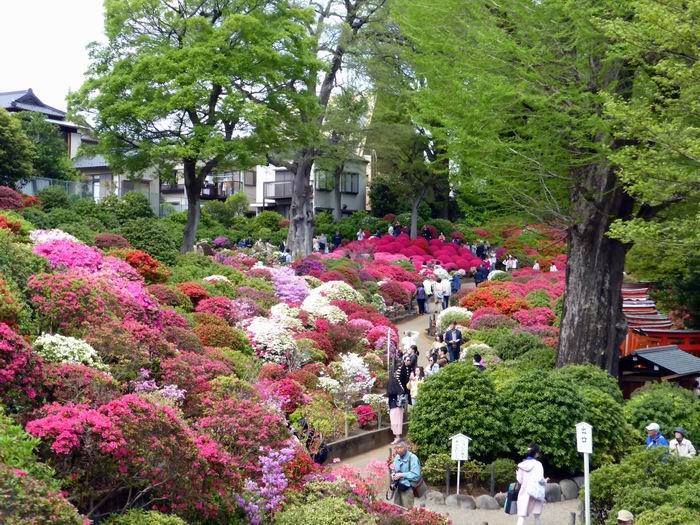 花御札 はなみふだ をもとめて根津神社まで ベルポンのうふふ２ 楽天ブログ