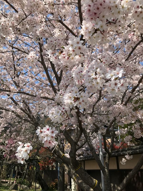 rblog-20180329182338-00.jpg
