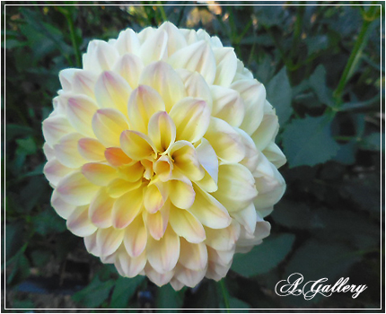 flower-2.jpg