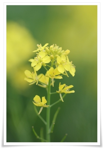 犀川河川敷-3 菜の花 13.5.4