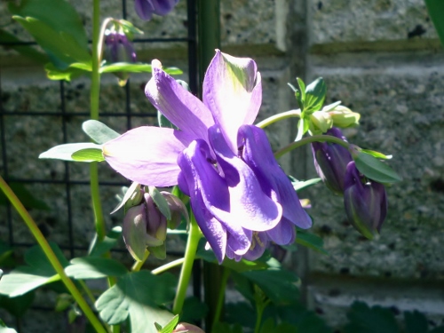 P1150078 (500x375).jpg