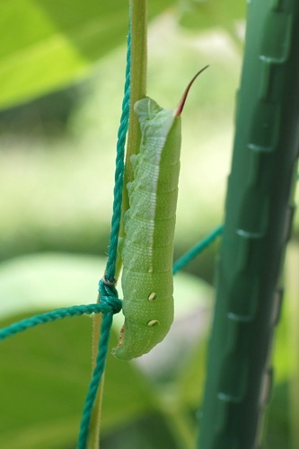 角のある幼虫