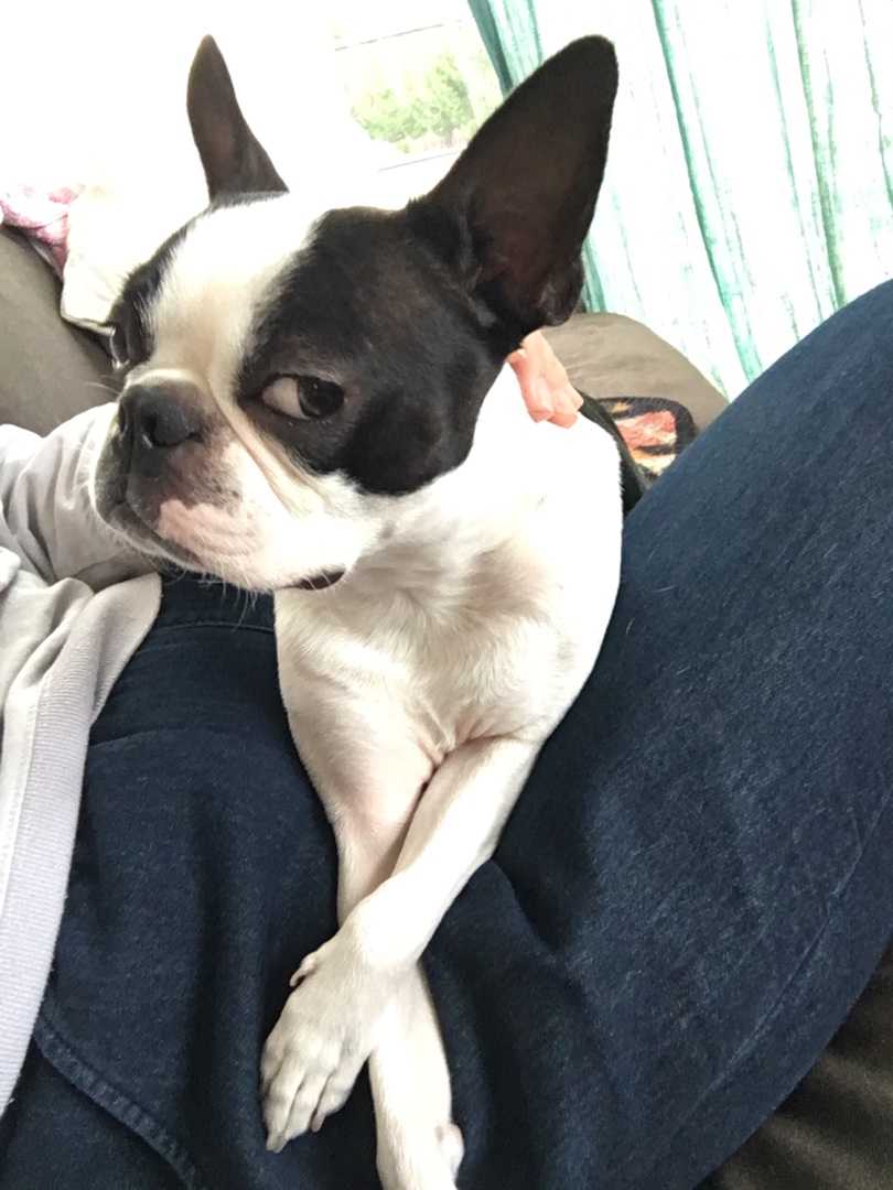 ポージングイギー イギーの奇妙な生活 楽天ブログ ポージングイギー イギーの奇妙な生活 楽天ブログ