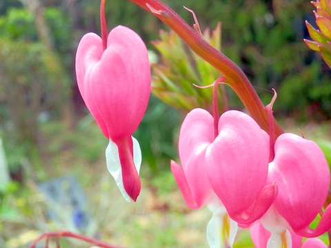 タイツリソウの花-2