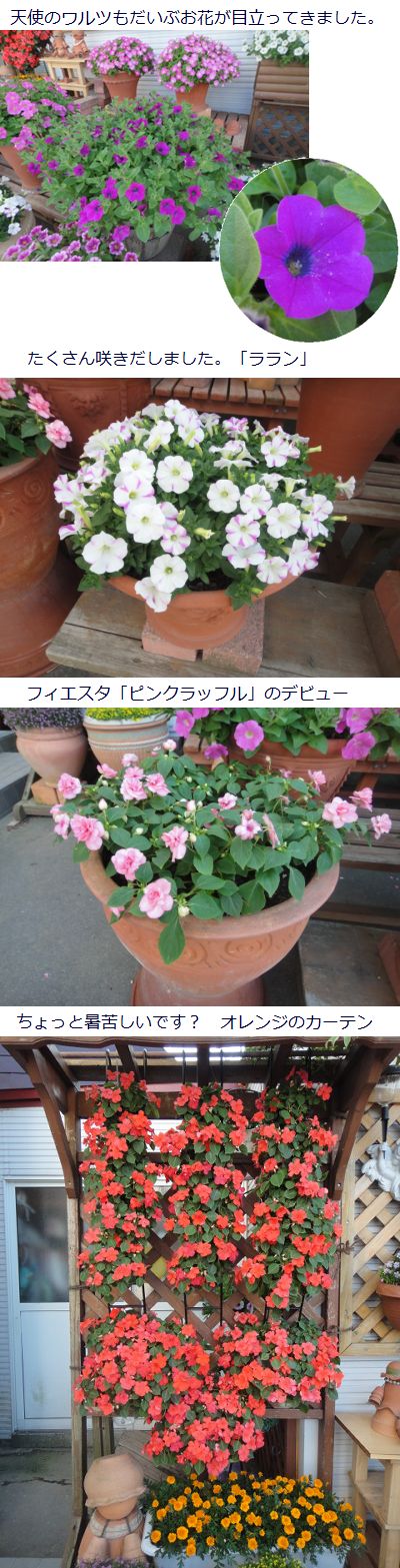 メインガーデンのお花紹介