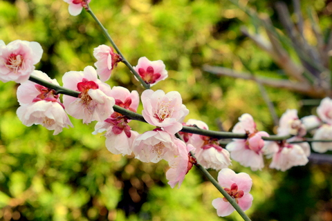 梅の花-2