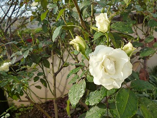P1260354ss.jpg