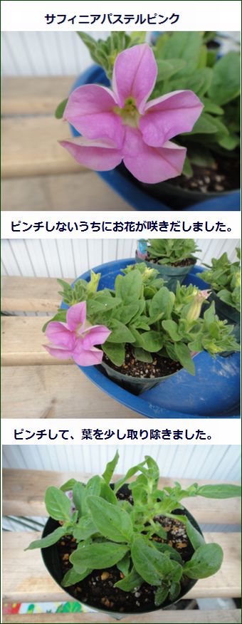 サフィニアの葉欠きとピンチ（パステルピンク）