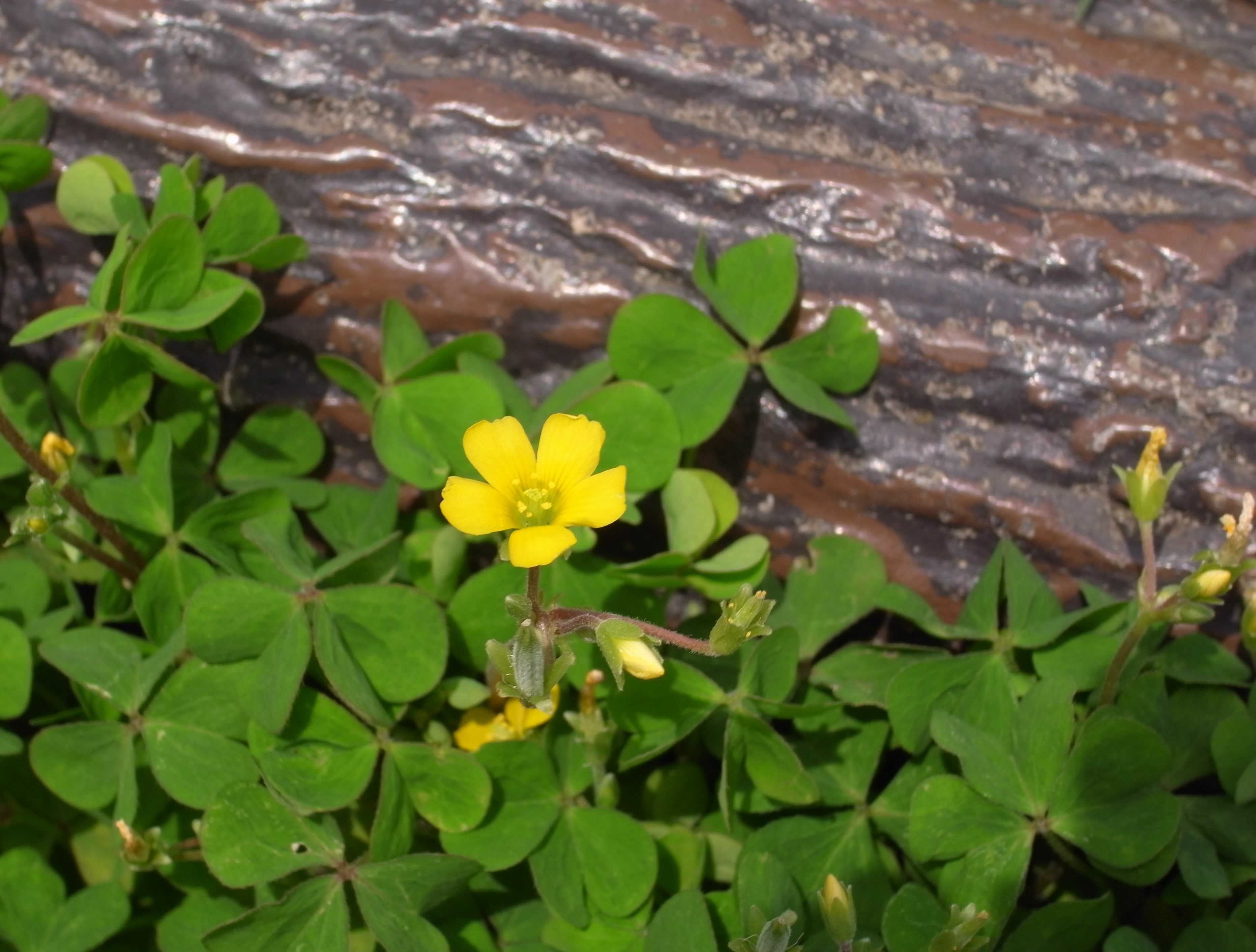 かたばみの花 凡七の歩いて俳句 楽天ブログ