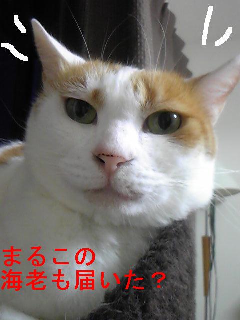 maruko