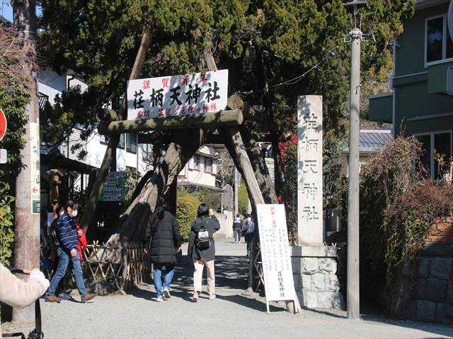 鎌倉の古刹の梅 その3 荏柄天神社から十二所果樹園へ 茅ケ崎市自転車貸出 14 おじん０５２３のヒロ散歩 楽天ブログ