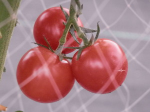 トマト　7.10　2014