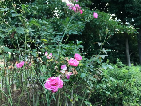 rblog-20180624181756-01.jpg
