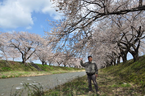 桜