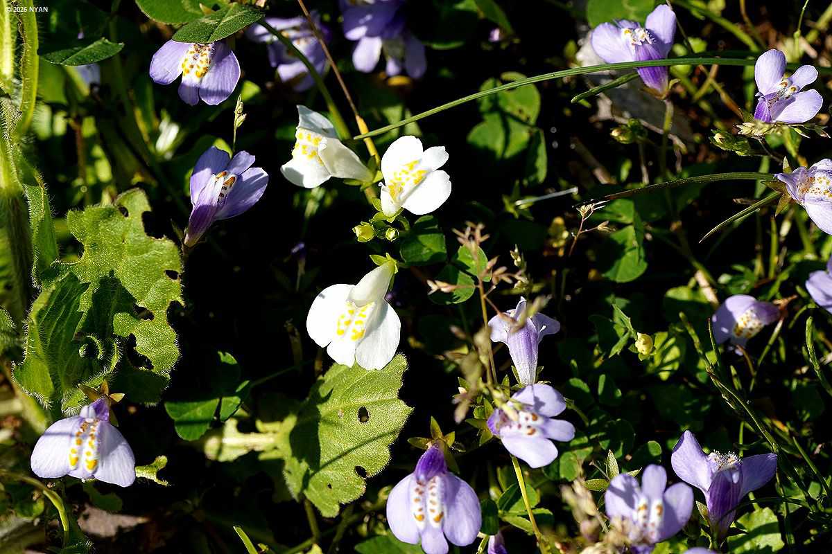 ムラサキサギゴケ[白花]（紫鷺苔、サギゴケ科）
