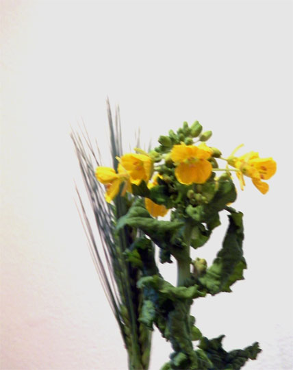 flower20130200.jpg