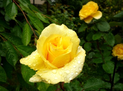 P1110140-1.JPG