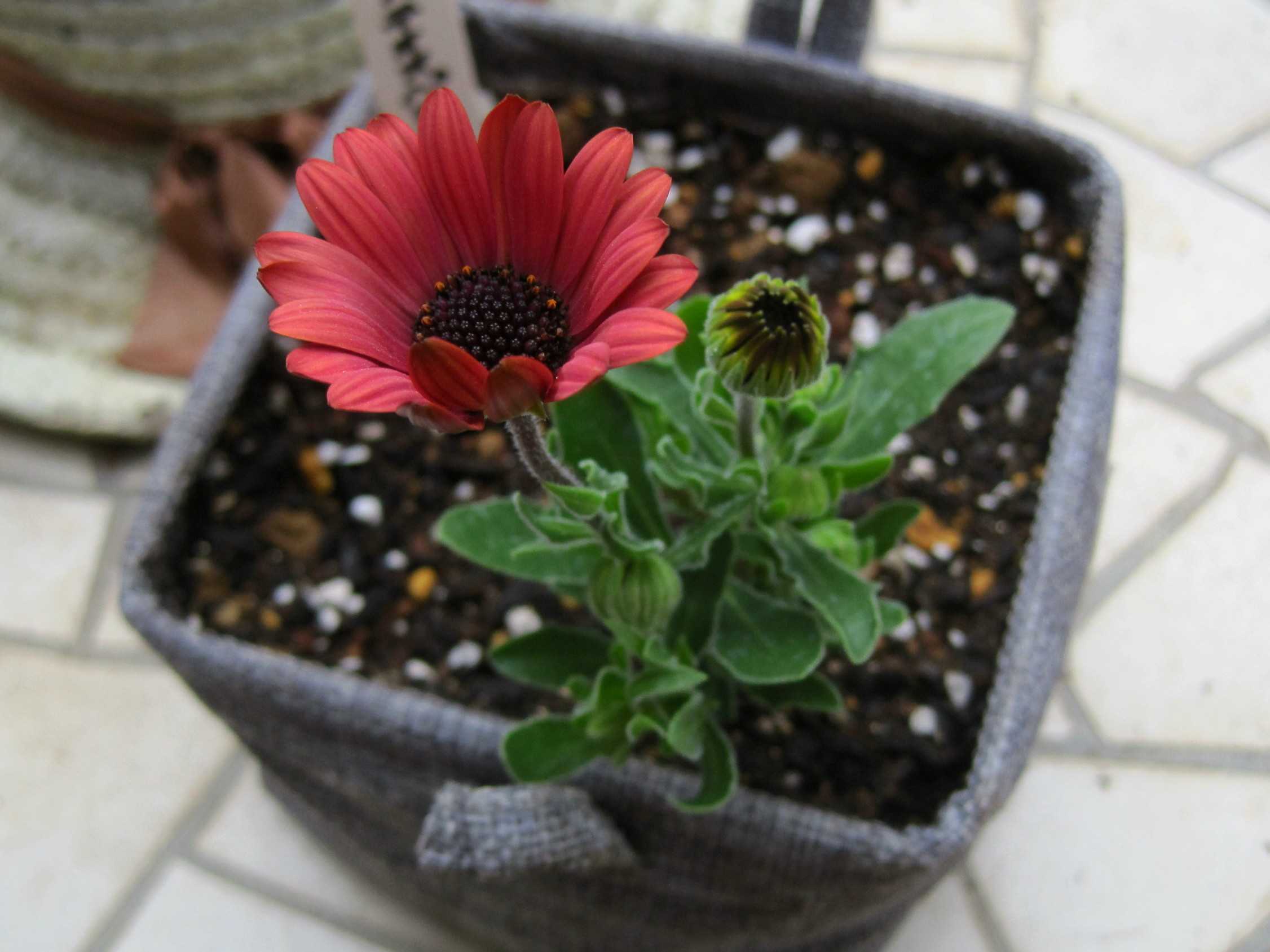 挿し木苗を鉢上げ（ ＾ω＾）・・・ | たねをまく日々 - 楽天ブログ