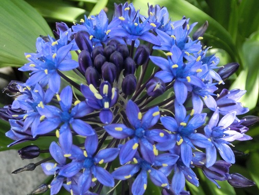 シラーペルヴィアナ