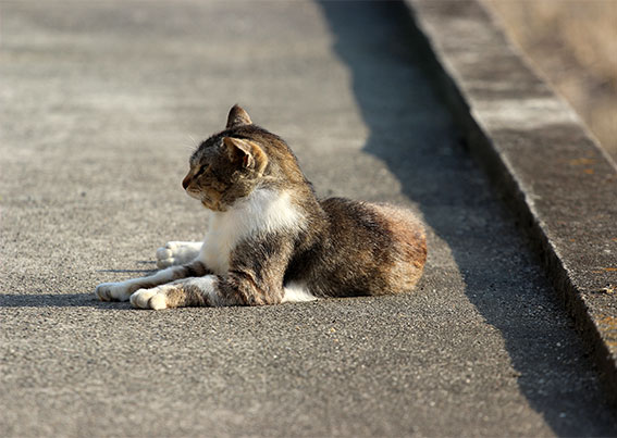 我が家のニャンコ♪2014/05/9-2