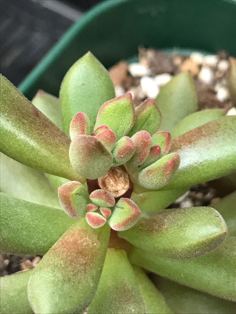 徒長した多肉たち りんすいのブログ 楽天ブログ