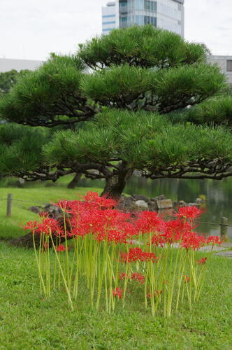 旧芝離宮恩賜庭園にて