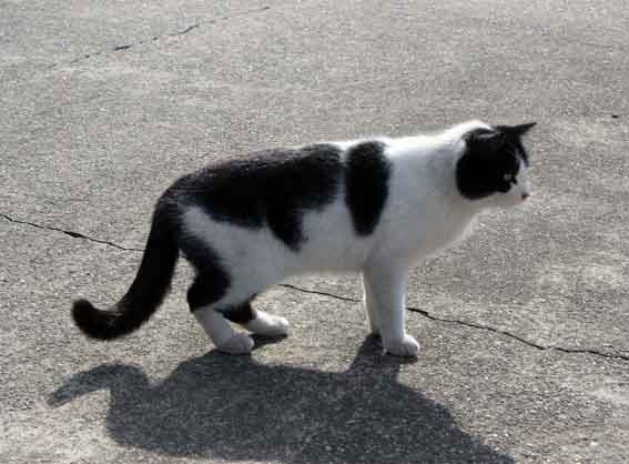 我が家のニャンコ♪2014/01/20-2