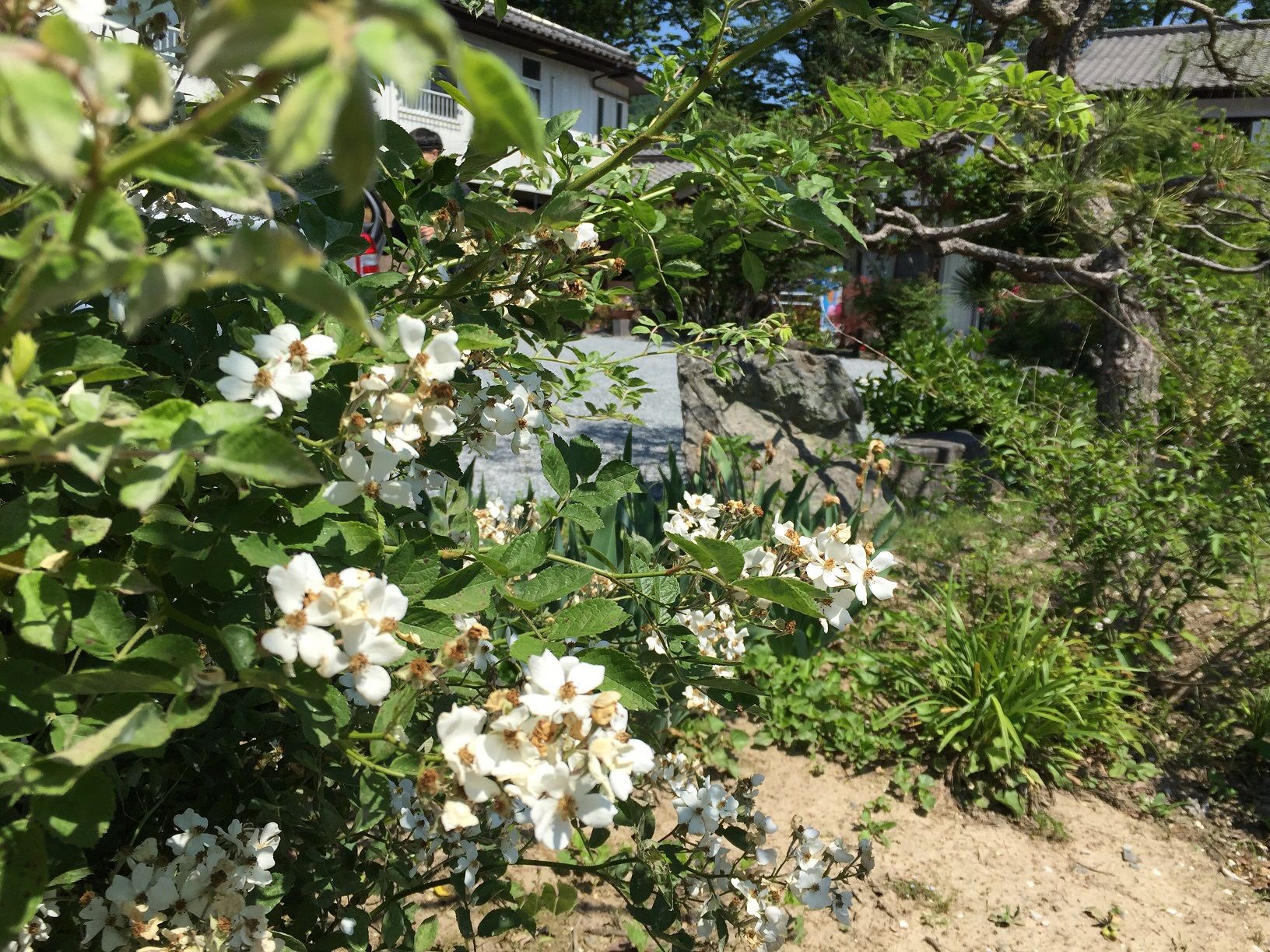 梁山泊の花たち♪ 秩父の小鹿野温泉旅館 梁山泊のブログ 楽天ブログ