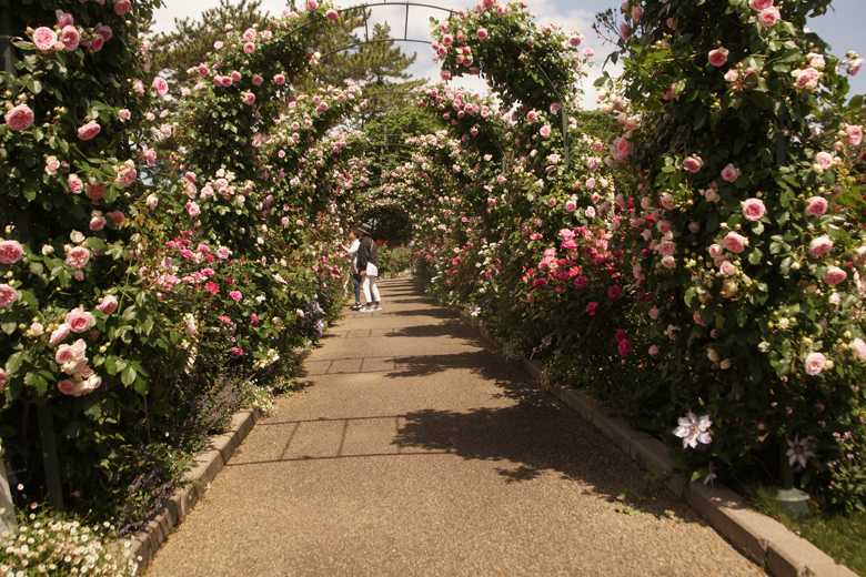 浜松市 花博 はままつフラワーパーク | 吾が徒然 - 楽天ブログ