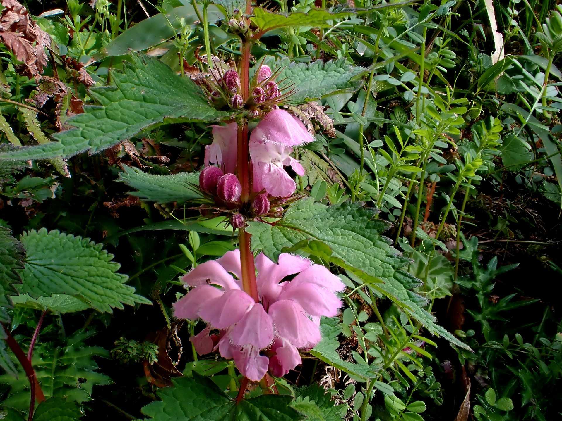 基山 翁草開花！ | 九州の山々 - 楽天ブログ