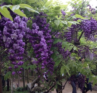 201505__ 3.JPG
