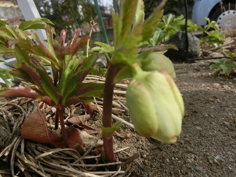 クリスマスローズ