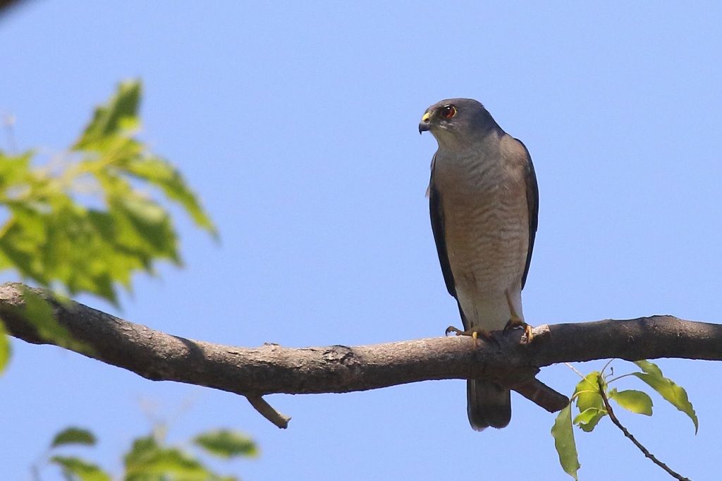ツミ 鳥見の世界 タゲリの部屋 へようこそ 少しだけ鳥見以外のことも 楽天ブログ