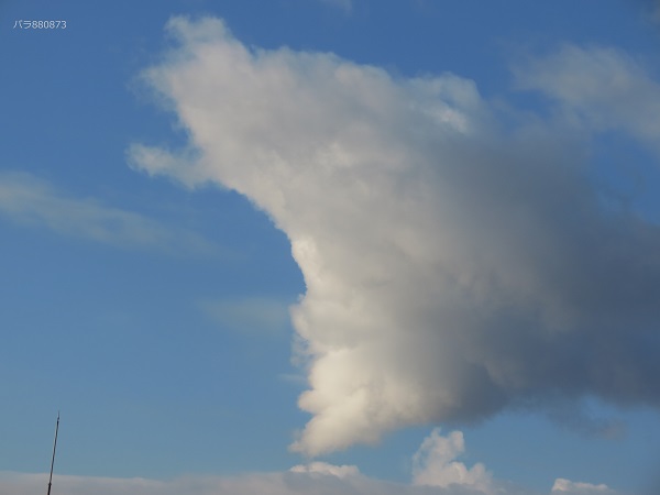 IMG_1391 - コピー - コピー.JPG