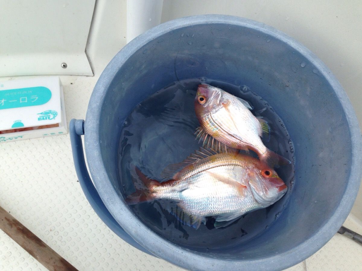 今年初の沖釣り 浜名湖沖 アマダイ レンコダイ 浜名湖周辺 開拓中 楽天ブログ